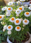 White / 100 Seeds (15% Off)