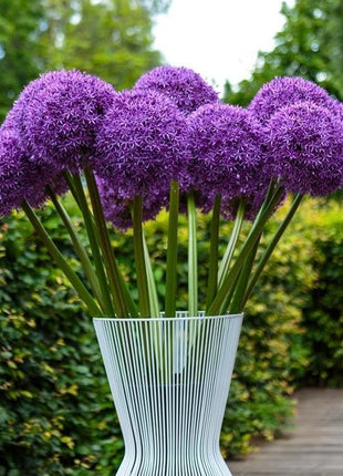 Garden Outdoor Giant Allium Giganteum Beautiful Flower Seeds Bonsai Plant Seeds
