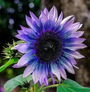 🌺Last Day Sale--60% Off💐 Sunflower Seeds🌻Sunshine