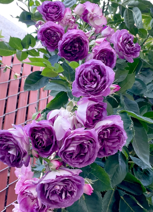 Garden Climbing Rose Flower Seeds