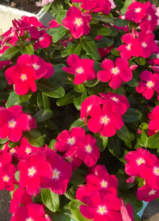 🌸Periwinkle—Blooms All Year Round