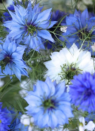 Love-In-A-Mist Seeds