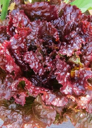 Lettuce Red Velvet Organic