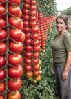 Vineman Tomato / 100 seeds