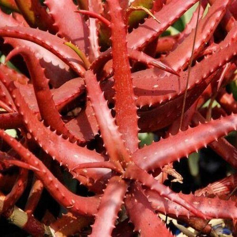 50Pcs ALOE CAMERONII - Red Aloe Vera