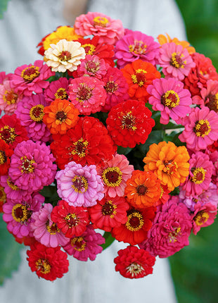 🌺Double Dwarf Zinnia Seeds