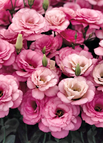 Rose Red / 100 Seeds