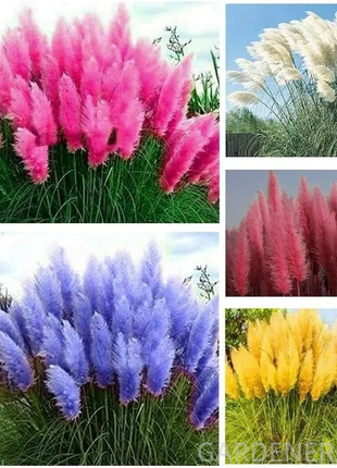 Mixed Pampas Grass Ornamental Seeds