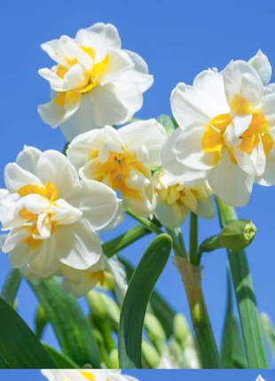 🌺White Purity - Third Generation Daffodils
