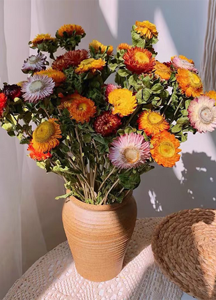 Strawflower Seeds - Swiss Giant Mix