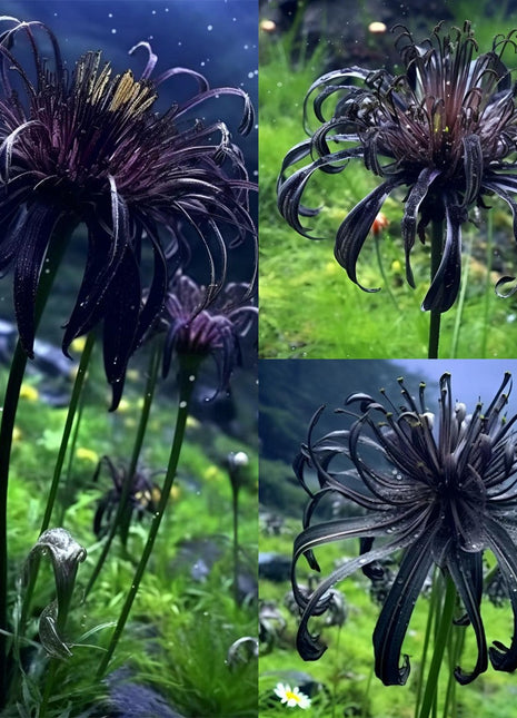 Higanbana Spider Lily Equinox Flower Bulbs