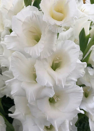 Gladiolus Flower