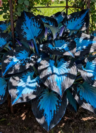 🔥Premium Rare Hosta Seeds🌿Shade-Tolerant Plant