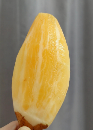 Yacon Seeds