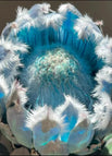 Blue / 20 Seeds