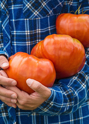 Giant Delicious Tomato / Up to 2kg (20 Seeds a Pack)