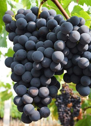 Kyoho Grape Seeds