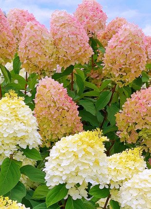 🌺Panicle Hydrangea Flowers Seeds—Mixed Color Plants—Home Garden Flower Seeds