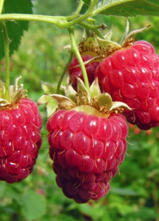 Everbearing Raspberry Organic Natural Seeds