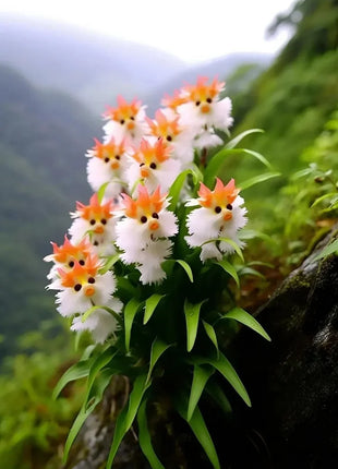 Amazing plants! Cat's eye dazzle - Orange pink