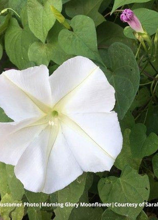 MOONFLOWER SEEDS