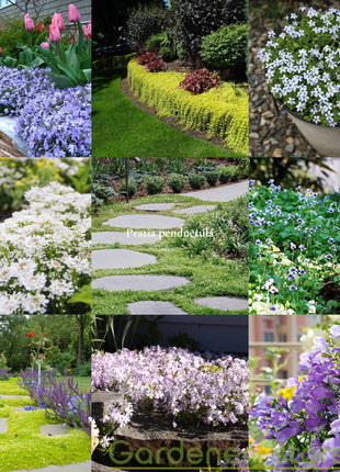 🌺Popular Groundcover Flowering Seeds🌈Colourful Carpet